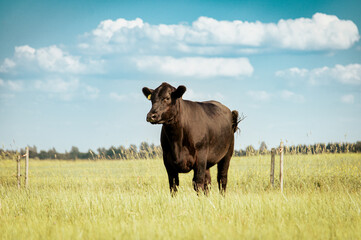 Black angus cow standing on field, forest in background, summer day.