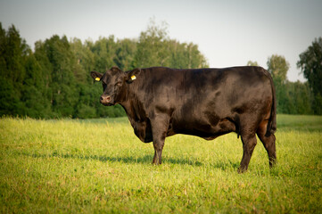 Black angus cow standing on field, forest in background, summer day.