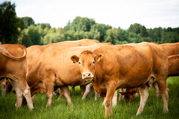 Red limousin beef cattle walking on summer day, cows and calves. Meadow. Forest in background. Suckling herd