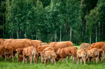 Red limousin beef cattle walking on summer day, cows and calves. Meadow. Forest in background. Suckling herd