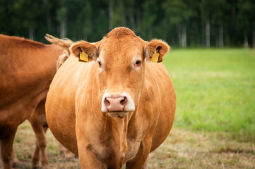 Fototapeta premium Red limousin beef cattle walking on summer day, cows and calves. Meadow. Forest in background. Suckling herd