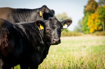 Black angus calf portrait photo
