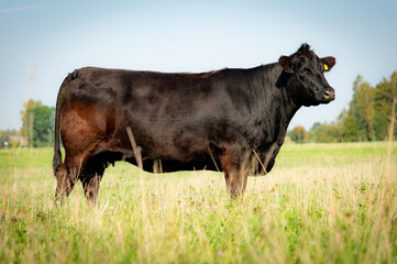 Black angus cow standing on field, forest in background, summer day.