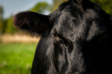 Black angus cow face close up