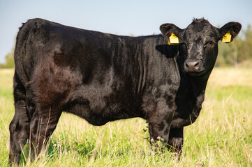 Black angus heifer calf on sunny day standing on meadow