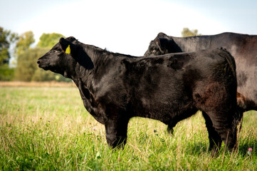 Black angus cows and calves on grassland