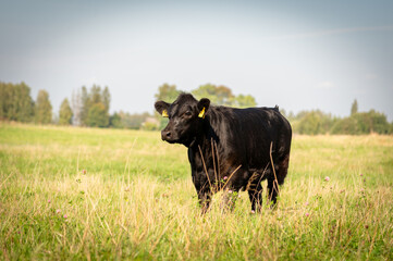 Black angus heifer calf on sunny day standing on meadow