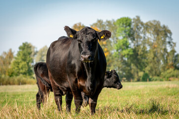 Black angus cows and calves on grassland