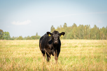 Black angus heifer calf on sunny day standing on meadow