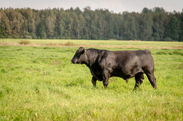 Black angus bull walking on paddock