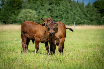 Black angus cows and calves on grassland
