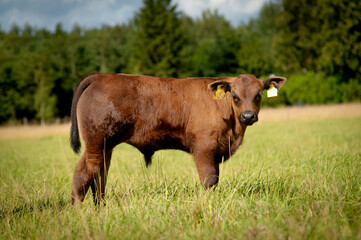 Black angus heifer calf on sunny day standing on meadow