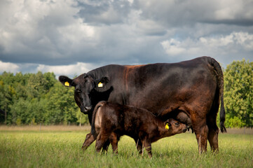 Black angus cow suckling nursing a calf in meadow on sunny summer day