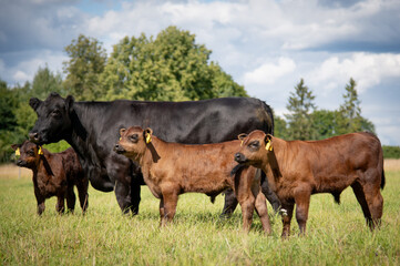 Black angus cows and calves on grassland