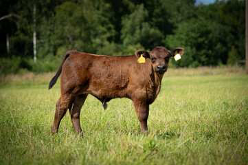 Black angus heifer calf on sunny day standing on meadow © Mariliis