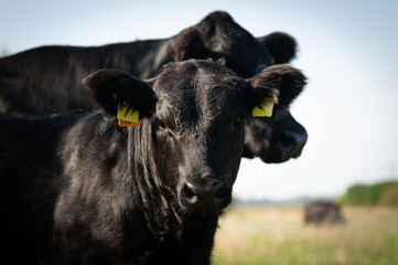 Black angus calf portrait photo