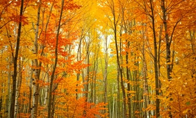 Fototapeta premium A vibrant autumn scene unfolds in a forest, with trees displaying a stunning array of orange, yellow, and green leaves The perspective is from the ground, looking up at