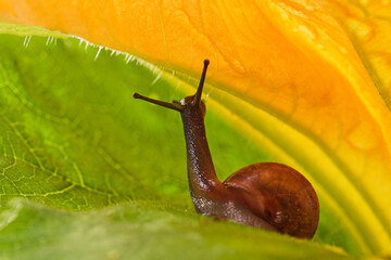 Small Snail Under Zucchini Petal