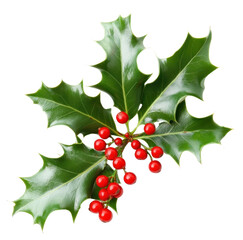 PNG Christmas holly with red berries christmas leaves plant.