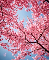 Fototapeta premium A close-up view of cherry blossoms in full bloom, with a clear blue sky in the background