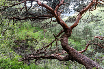 Scenery in Glen nevis scotland