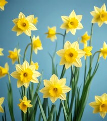 Fototapeta premium A close-up view cluster of yellow daffodils with green stems against a blue background