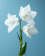 Fototapeta premium A delicate white lily blooms against a serene blue backdrop, highlighting nature's elegance and tranquility in spring's embrace