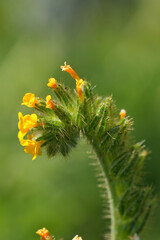 Vertical closeup on the orange flower of the North-American tarweed or bugloss fiddleneck, Amsinckia lycopsoides , at columbia river gorge, Oregon