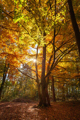 goldener Herbst im Wald - Hochformat