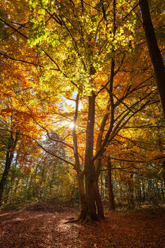 goldener Herbst im Wald - Hochformat