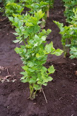 Apium graveolens, commonly known as celery, a species of flowering plant used as a vegetable and traditional medicine.