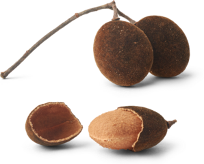 close-up of pebble or velvet tamarind with flesh isolated white background, small dark brown to black velvet skinned fruits with sweet and tangy taste native to sri lanka