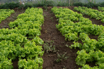 Agricultural field of Batavia lettuce, resembles ordinary lettuce, but has more crinkled leaves and a wavy leaf margin.