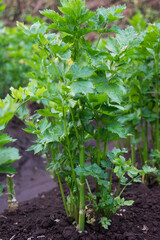 Closeup view of Apium graveolens, commonly known as celery, a species of flowering plant used as a vegetable and traditional medicine.