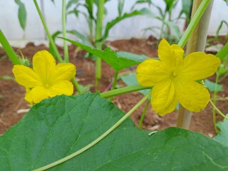 Close-up yellow flowers on a cucumber plant. Bright and beautiful yellow flowers of lemon cucumber plants