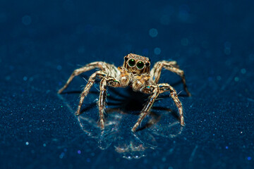 Spider macro