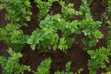 High angle view of Apium graveolens, commonly known as celery, a species of flowering plant used as a vegetable and traditional medicine.