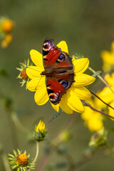 Peacock butterfly on yellow flower: A colorful peacock butterfly © Karina