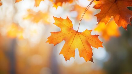Fototapeta premium Close-up of a vibrant orange maple leaf with a blurry background of autumn foliage.