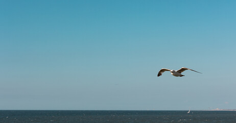 Front view of a flying seagull above the North Sea. Blue sky, nature, wildlife theme, wing, feather, water bird. Blue sky over the North Sea