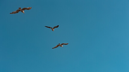 Three flying seagulls from below on a sunny day with blue sky. Nature, wildlife theme, wing, feather, water bird. Blue sky over the North Sea