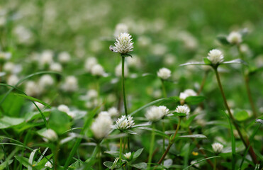 Field of white Gomphrena celosioides flowers with water droplets on them On a rainy day

ไอคอนยืนยันโดยชุมชน