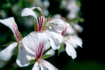 a flower white pelargonium