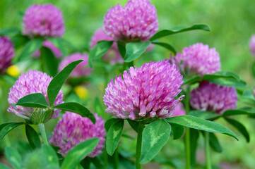 purple clover flowers