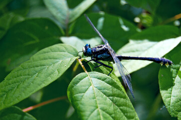 a dragonfly sits on a leaf