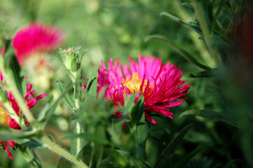 Obraz premium a pink flower with yellow aster