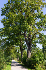 Autumn Trees around River Sazava from the central Czech 