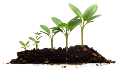 PNG Money with a graph growth plant leaf.