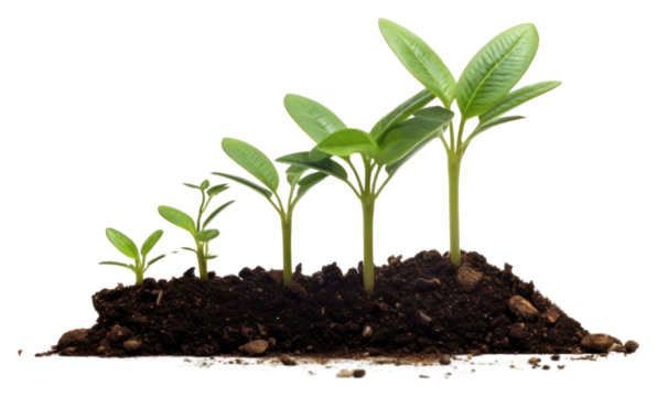 PNG Money with a graph growth plant leaf.