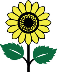 Fototapeta premium sunflower isolated on white background